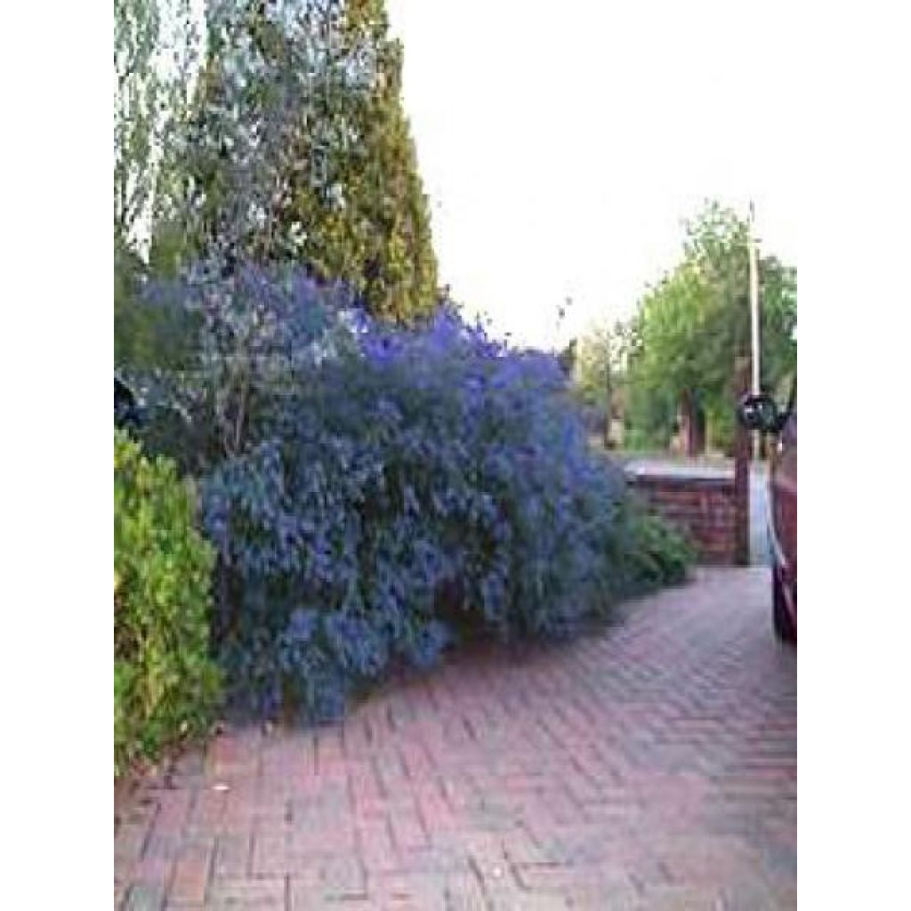 Säckelblume Italian Skies - Ceanothus foliosus