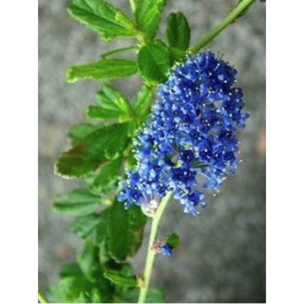 Säckelblume Italian Skies - Ceanothus foliosus