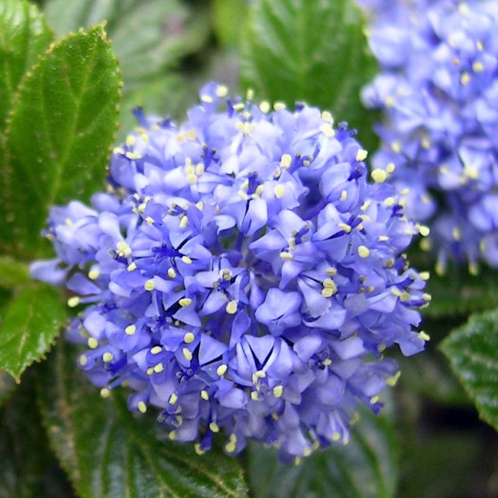 Kriechende Säckelblume Repens - Ceanothus thyrsiflorus