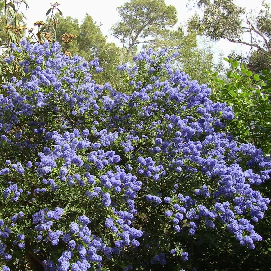 Kriechende Säckelblume Repens - Ceanothus thyrsiflorus