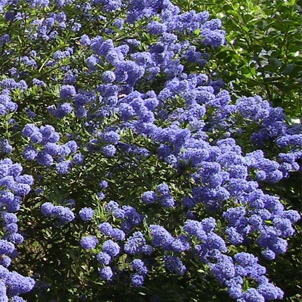 Kriechende Säckelblume Repens - Ceanothus thyrsiflorus