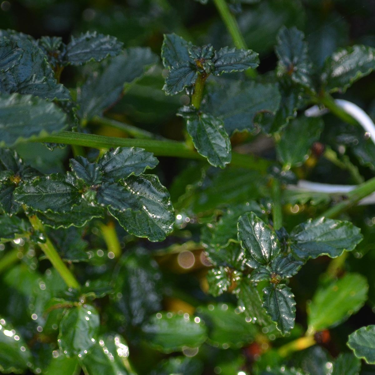 Kriechende Säckelblume Repens - Ceanothus thyrsiflorus