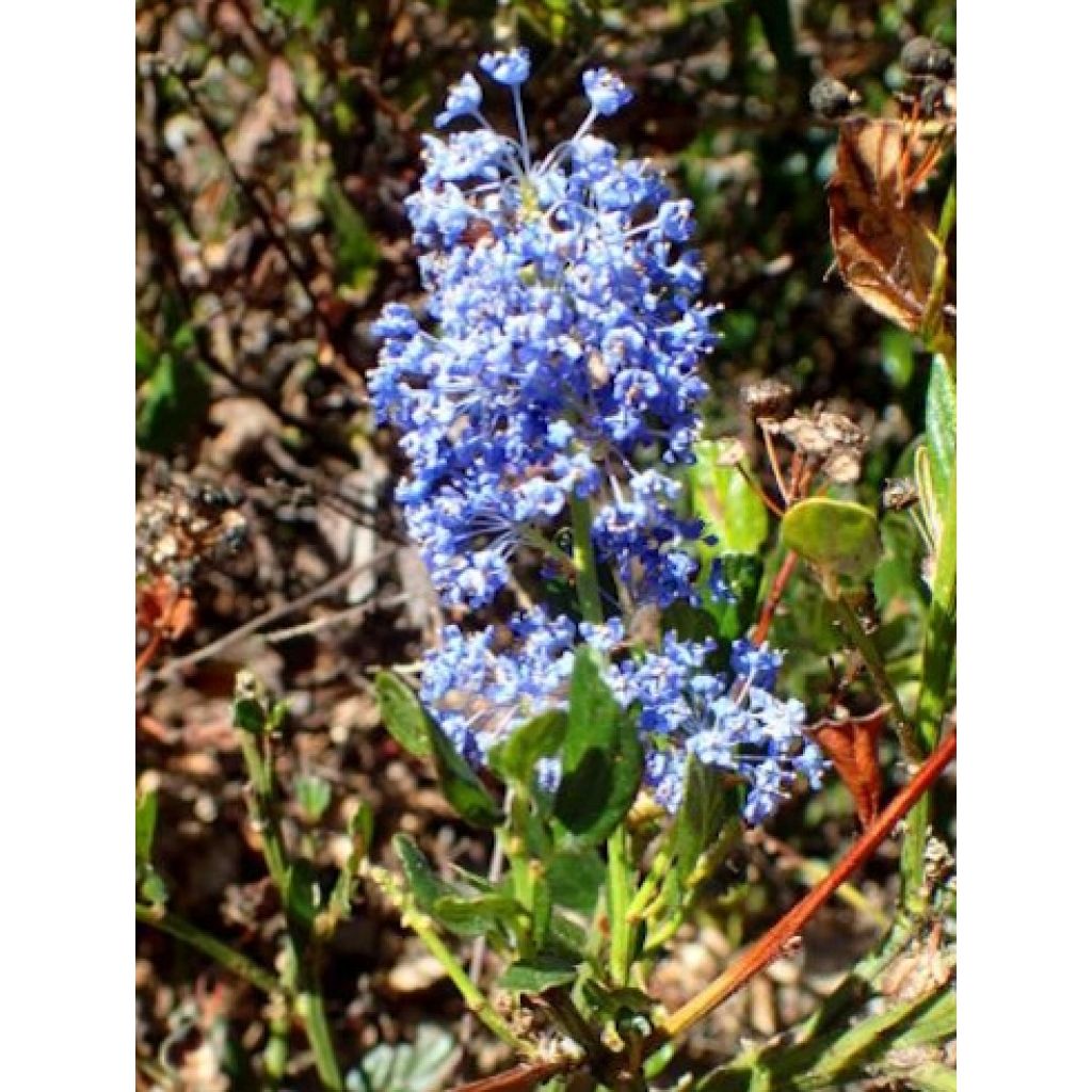 Säckelblume Skylark - Ceanothus