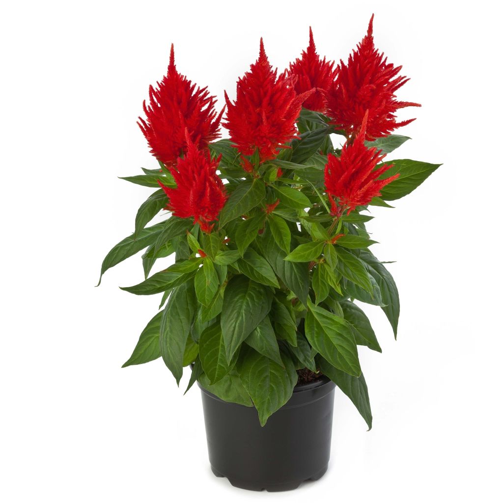 Celosia argentea var. plumosa Kelos Fire Orange - Silber-Brandschopf