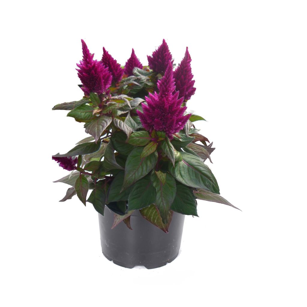 Celosia spicata Kelos Fire Purple - Brandschopf