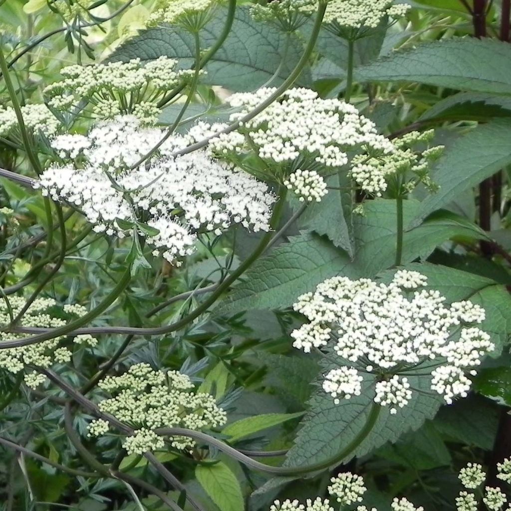 Baltische Petersilie - Cenolophium denudatum