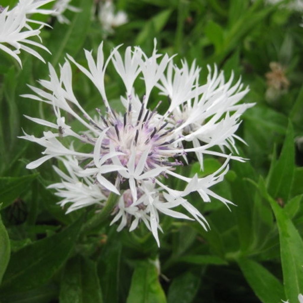 Berg-Flockenblume Alba - Centaurea montana