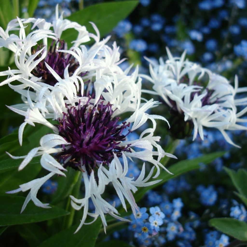 Bleuet des montagnes blanc et pourpre - Centaurée Purple Heart