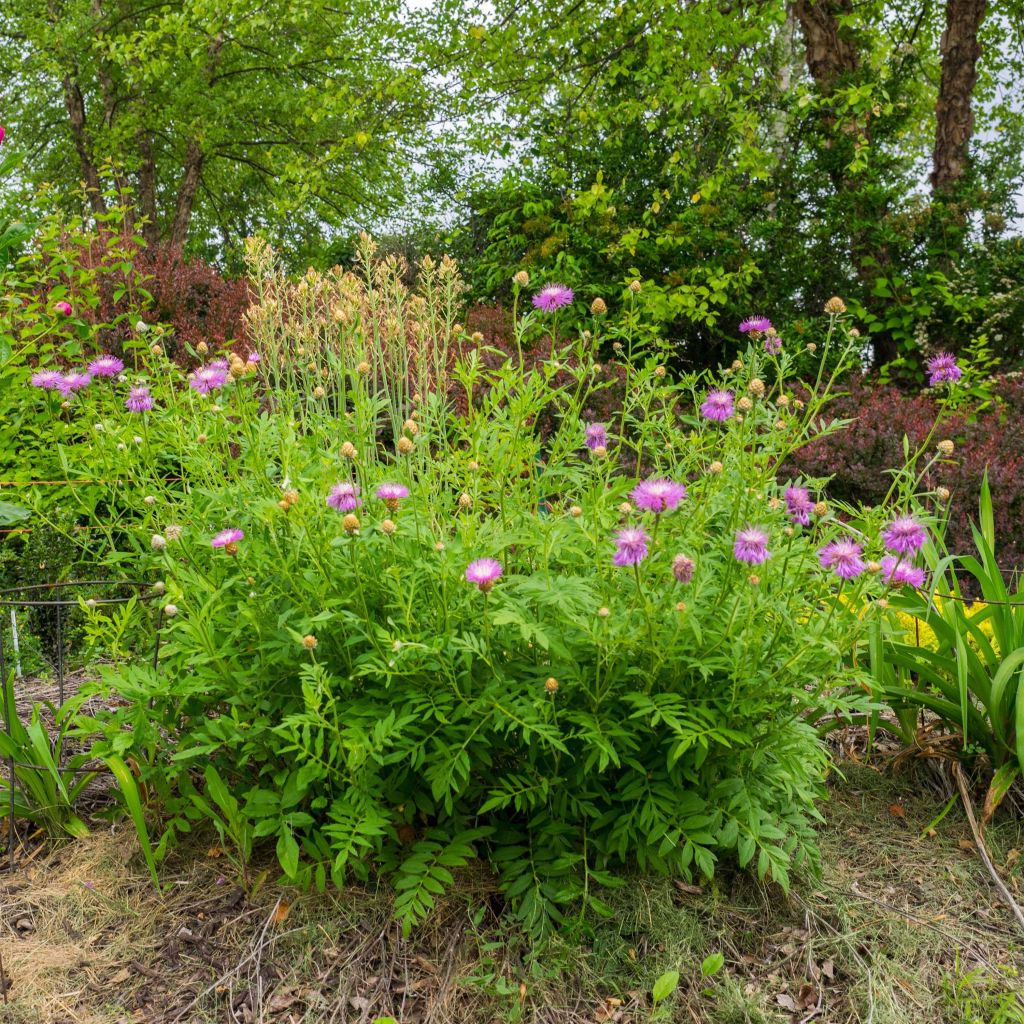 Centaurea dealbata - Centaurée de Perse