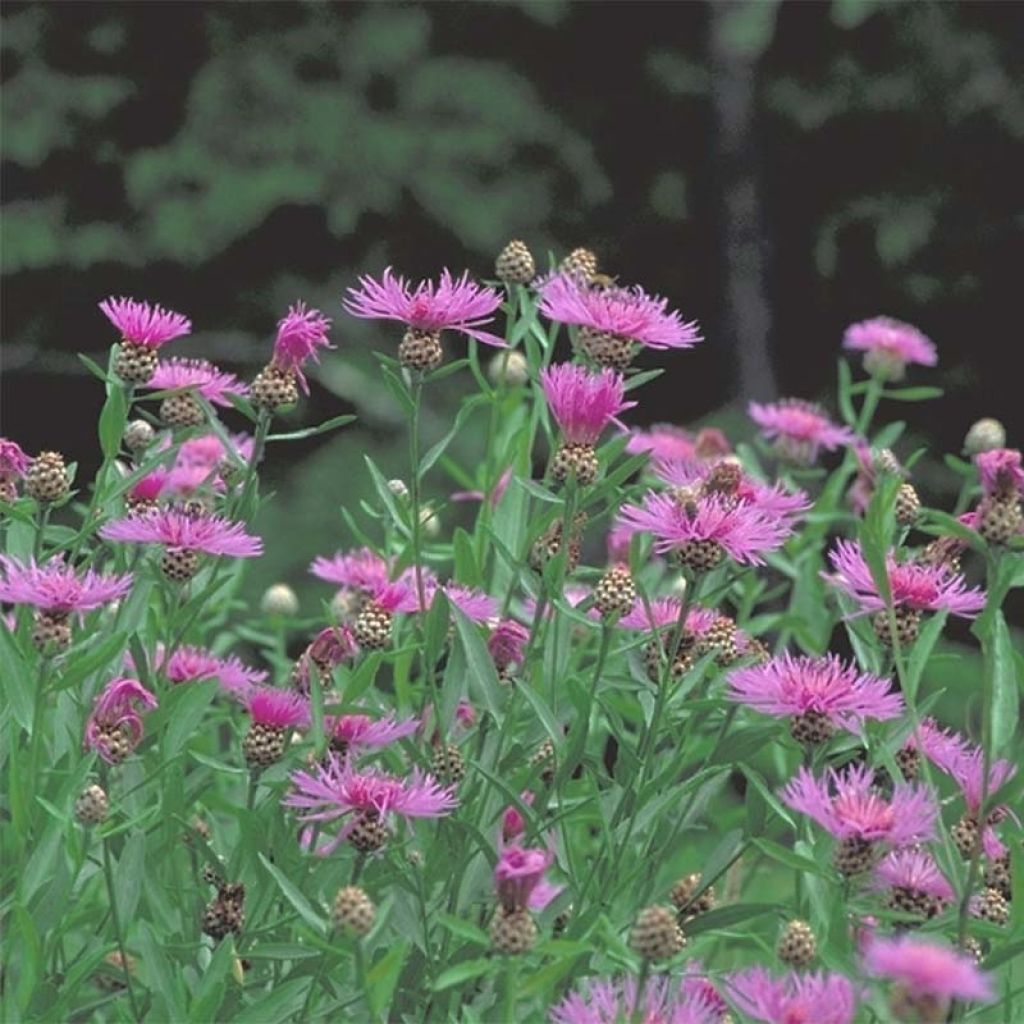 Centaurea jacea - Wiesen-Flockenblume