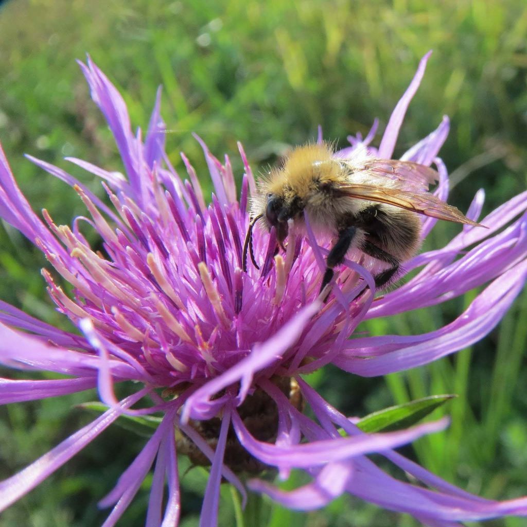 Centaurea jacea - Wiesen-Flockenblume