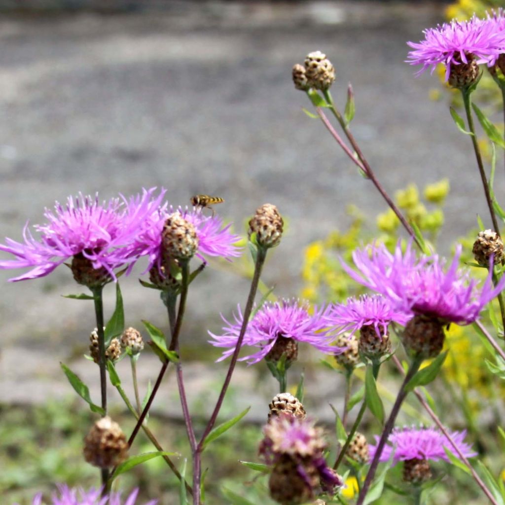 Centaurea jacea - Wiesen-Flockenblume