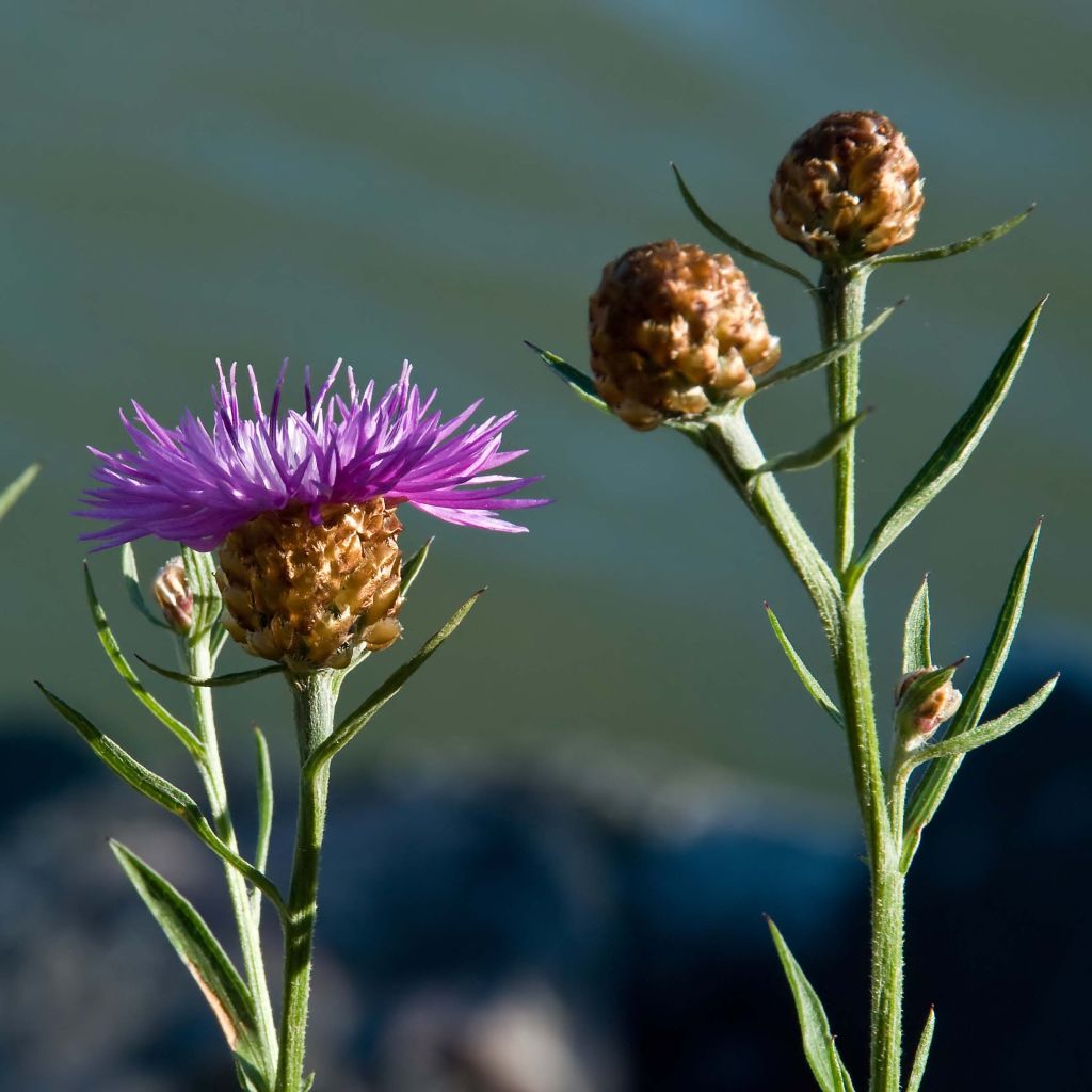 Centaurea jacea - Wiesen-Flockenblume