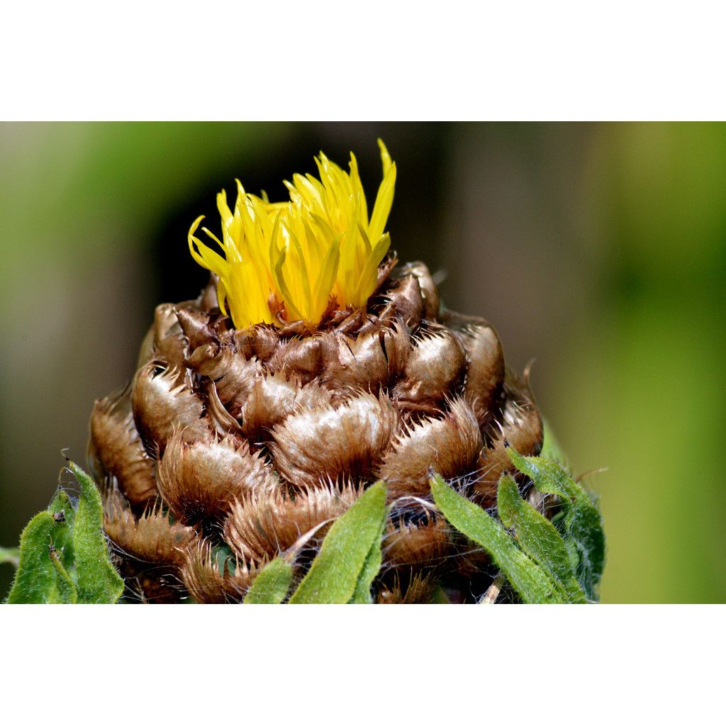 Centaurea macrocephala - Riesenflockenblume