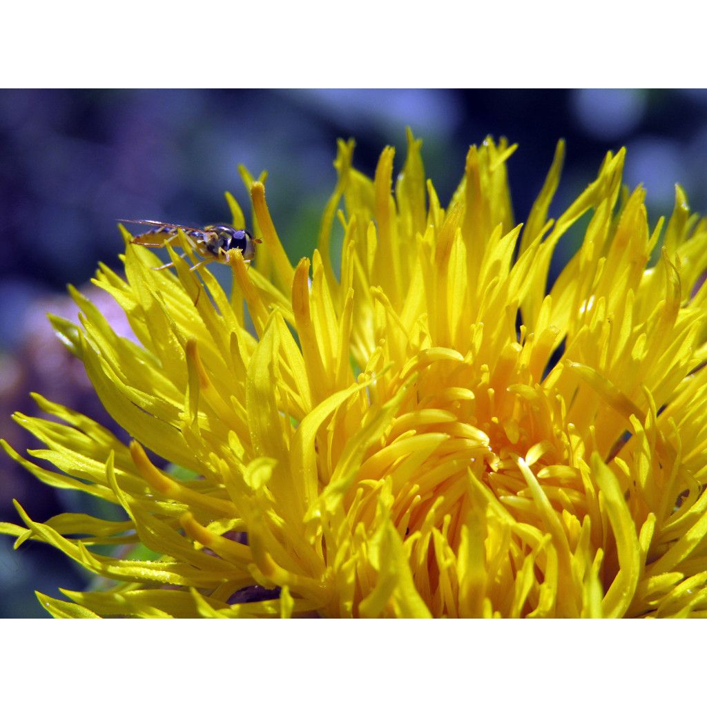 Centaurea macrocephala - Riesenflockenblume