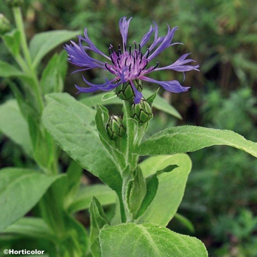 Berg-Flockenblume - Centaurea montana