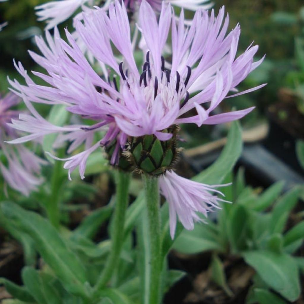 Bleuet des montagnes - Centaurée Carnea