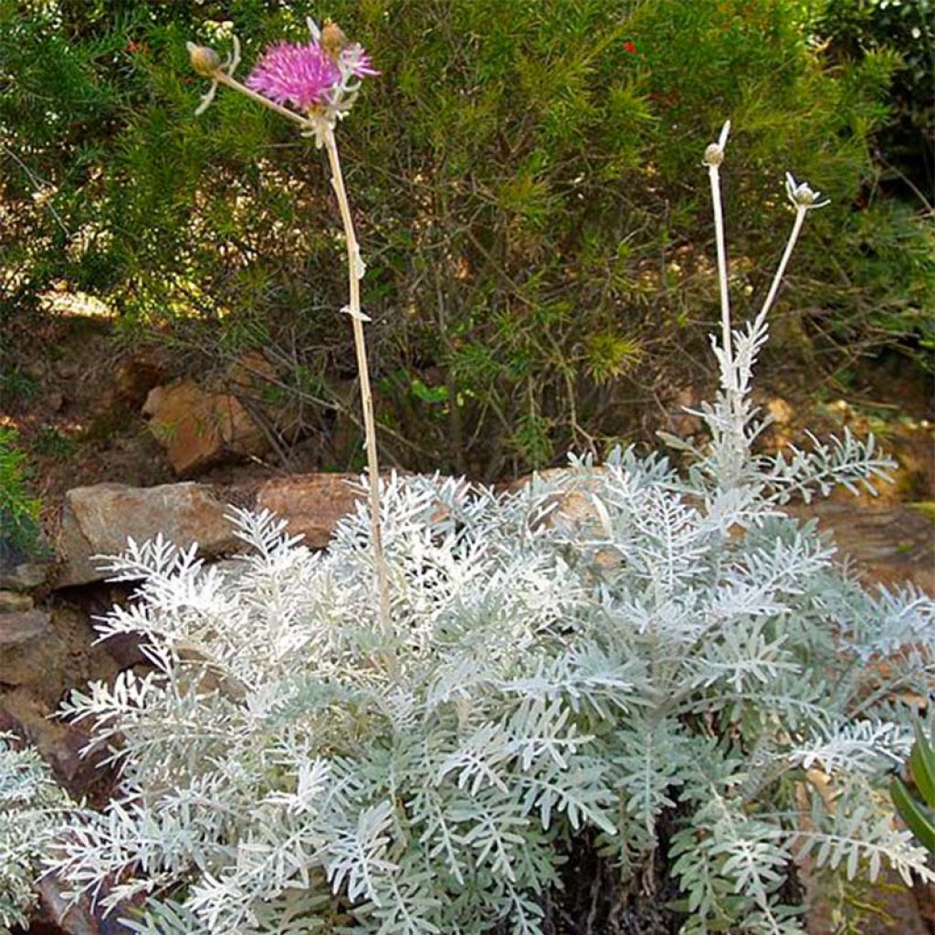 Centaurea pulcherrima - Silber-Flockenblume