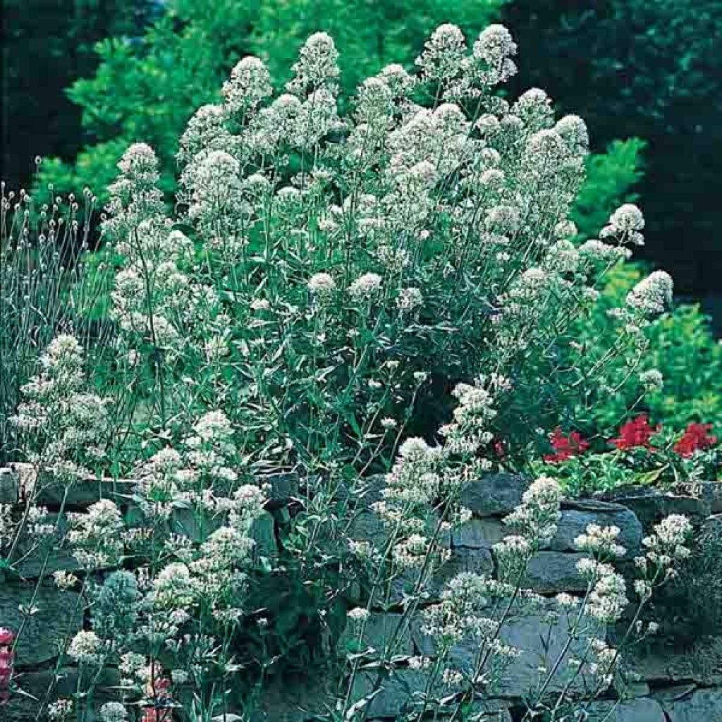 Weißblühende Spornblume Albus - Centranthus ruber