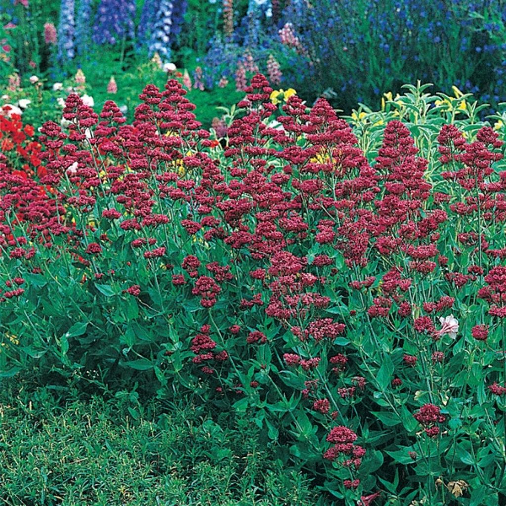 Rote Spornblume Coccineus - Centranthus ruber