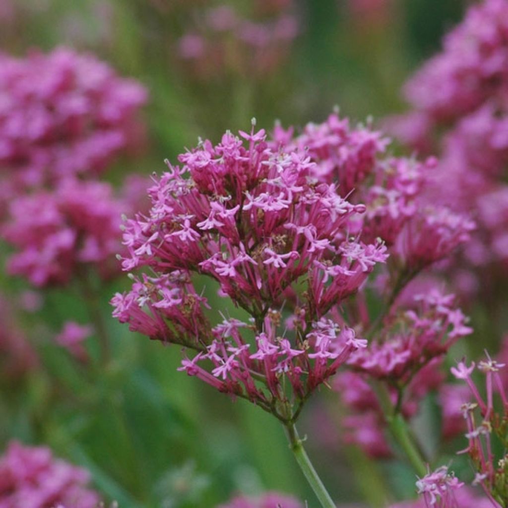 Rote Spornblume Kempenhof - Centranthus ruber