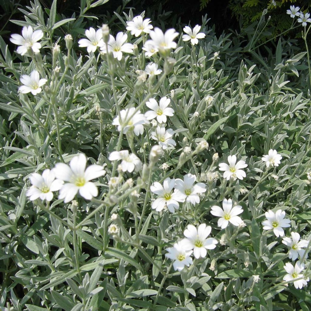 Cerastium tomentosum Yo Yo - Filziges Hornkraut