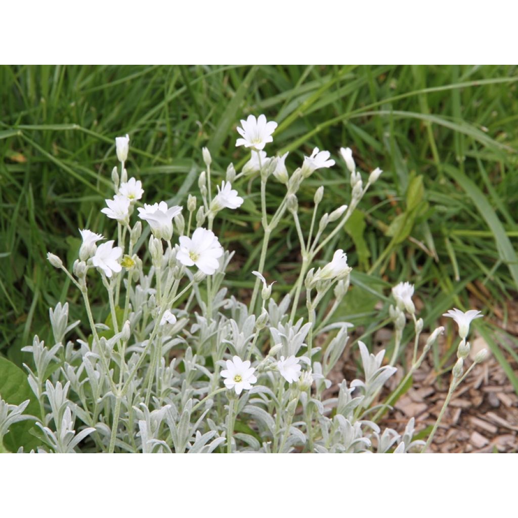 Cerastium tomentosum Yo Yo - Filziges Hornkraut