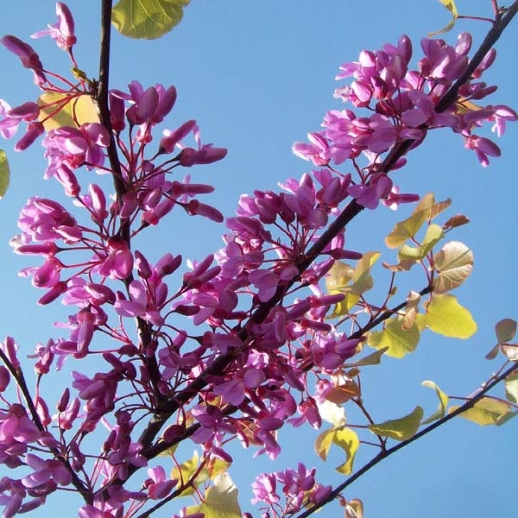 Judasbaum - Cercis siliquastrum