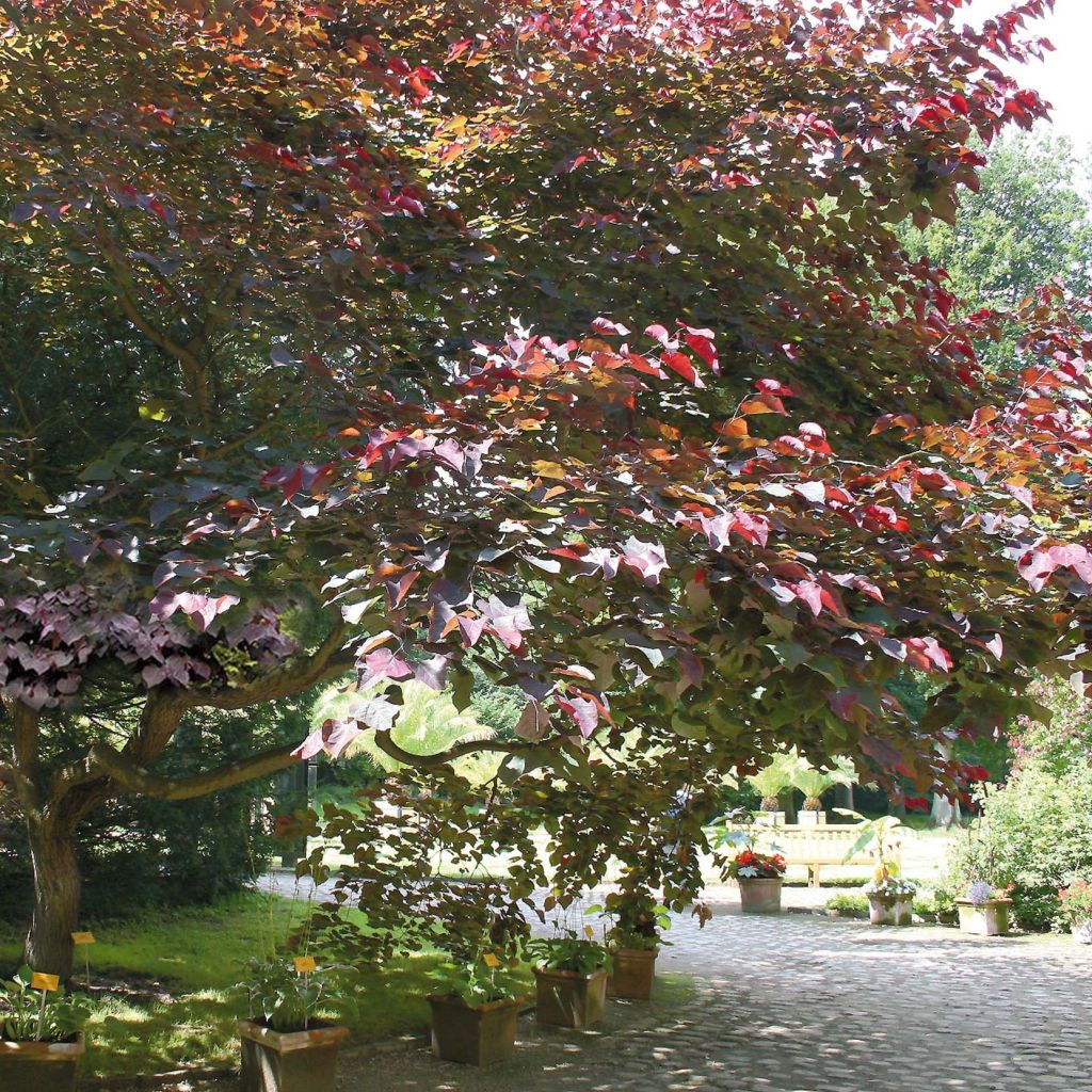 Kanadischer Judasbaum Forest Pansy - Cercis canadensis