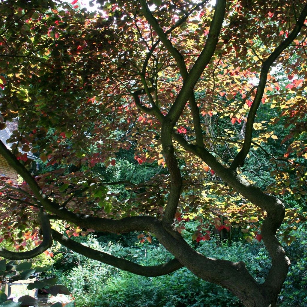 Kanadischer Judasbaum Forest Pansy - Cercis canadensis