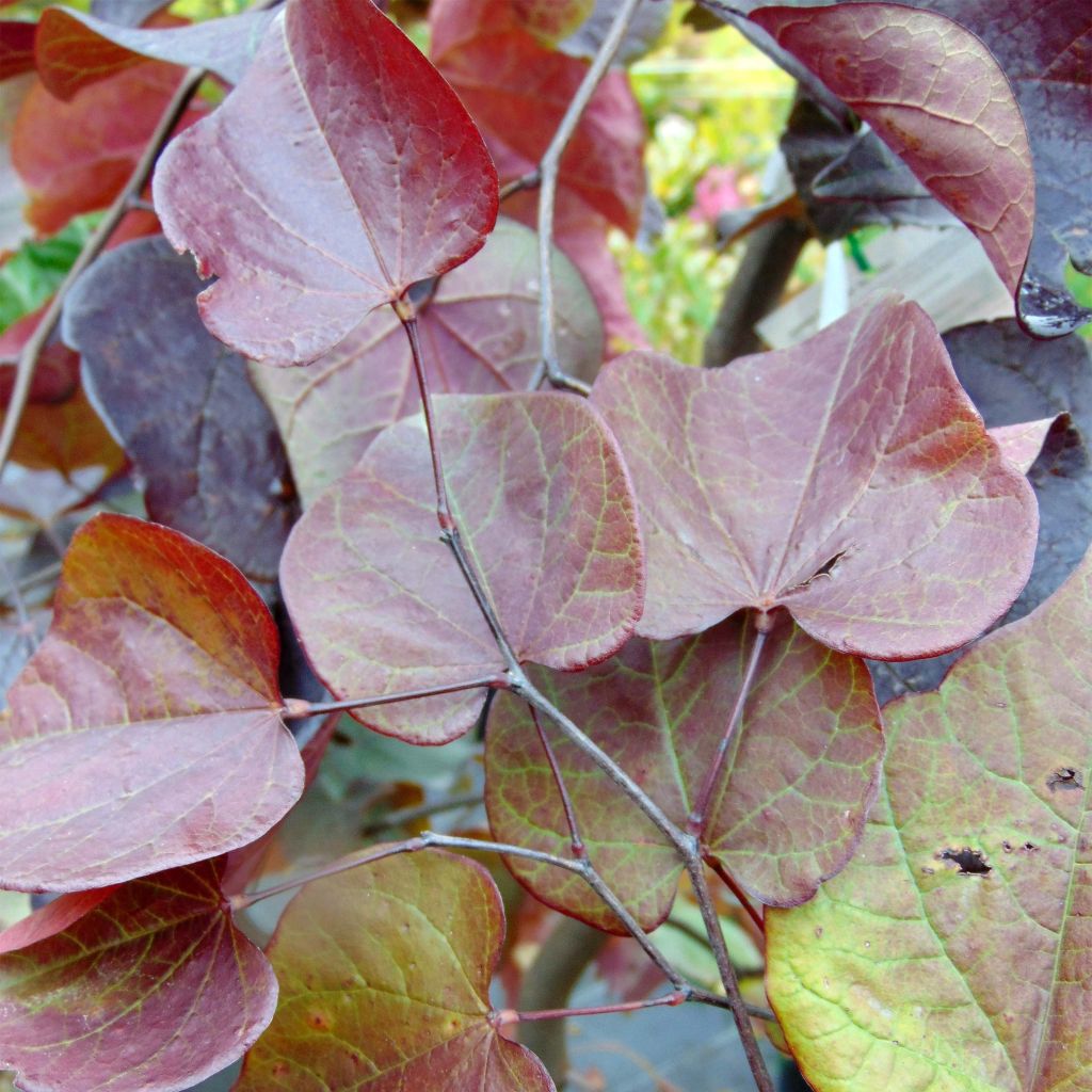 Kanadischer Judasbaum Forest Pansy - Cercis canadensis