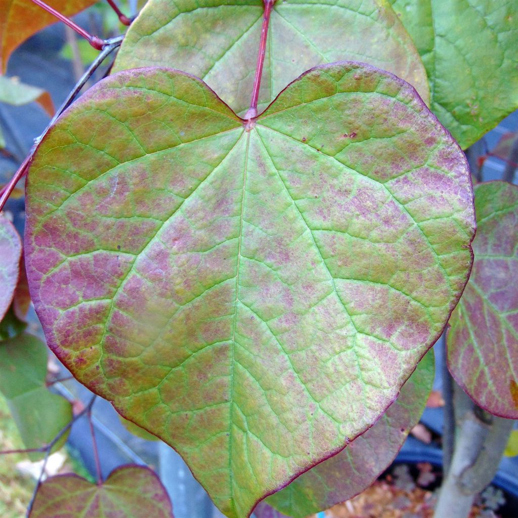 Kanadischer Judasbaum Forest Pansy - Cercis canadensis