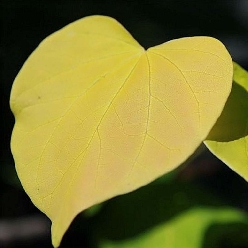 Kanadischer Judasbaum Heart of Gold - Cercis canadensis