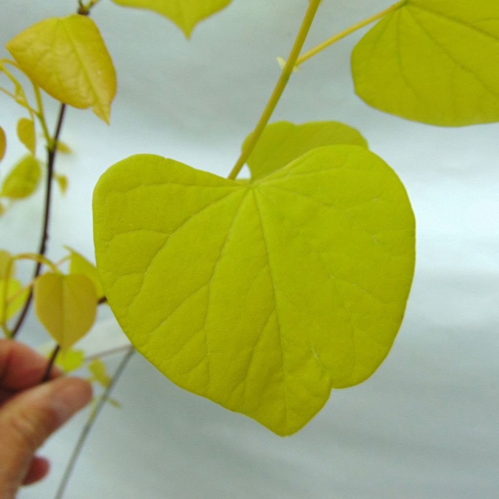 Kanadischer Judasbaum Heart of Gold - Cercis canadensis