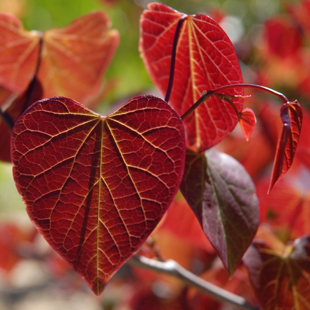 Kanadischer Judasbaum Red Force - Cercis canadensis