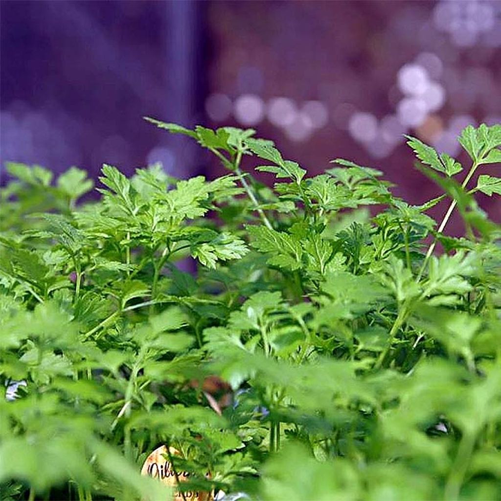 Garten-Kerbel Bio - Anthriscus cerefolium