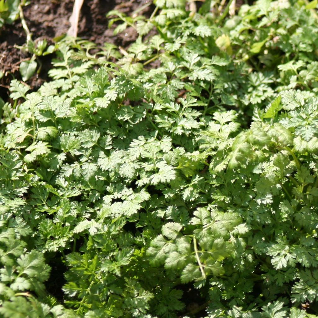 Garten-Kerbel Bio - Anthriscus cerefolium