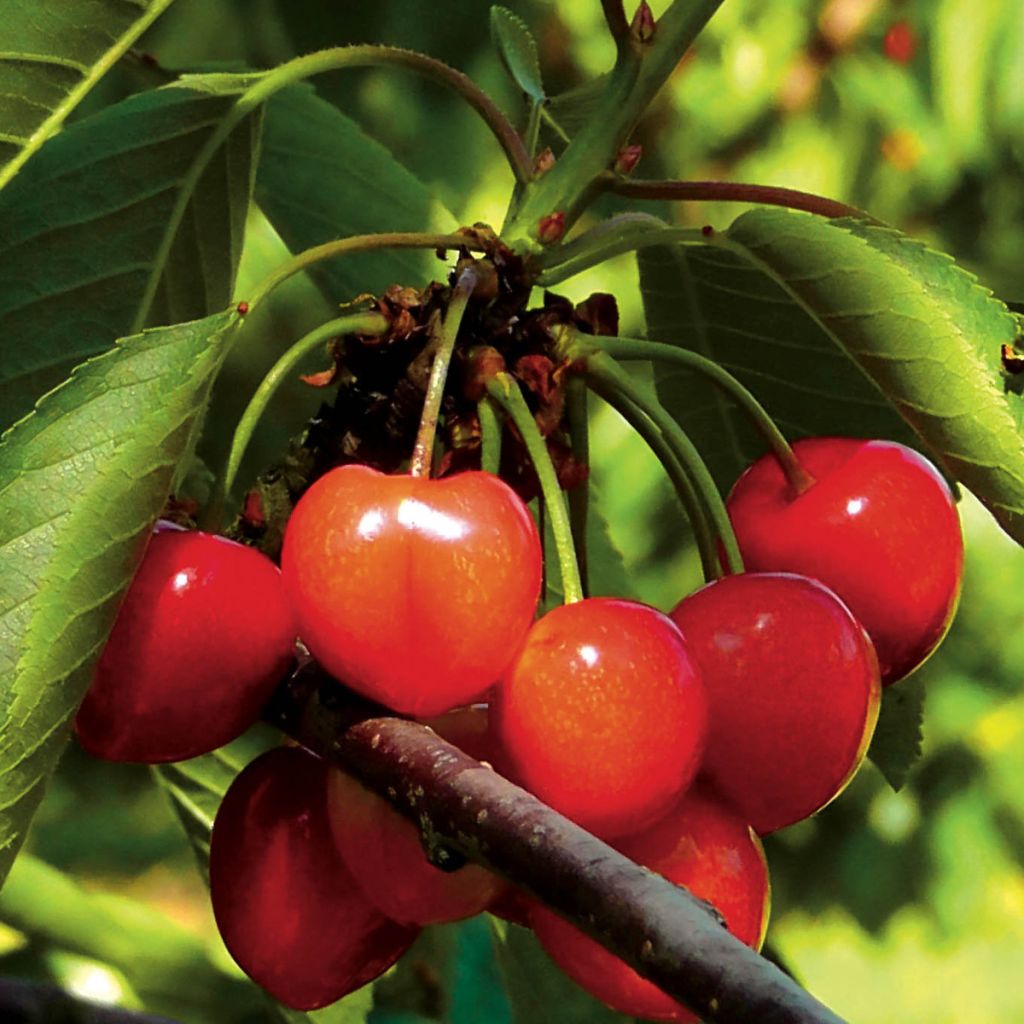 Süßkirsche Napoléon - Prunus avium