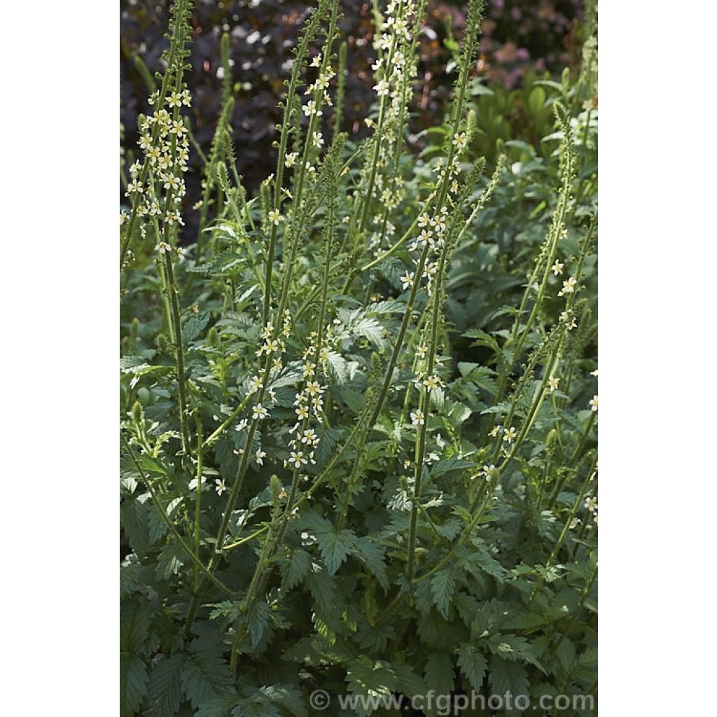 Agrimonia eupatoria Alba - Gemeiner Odermennig