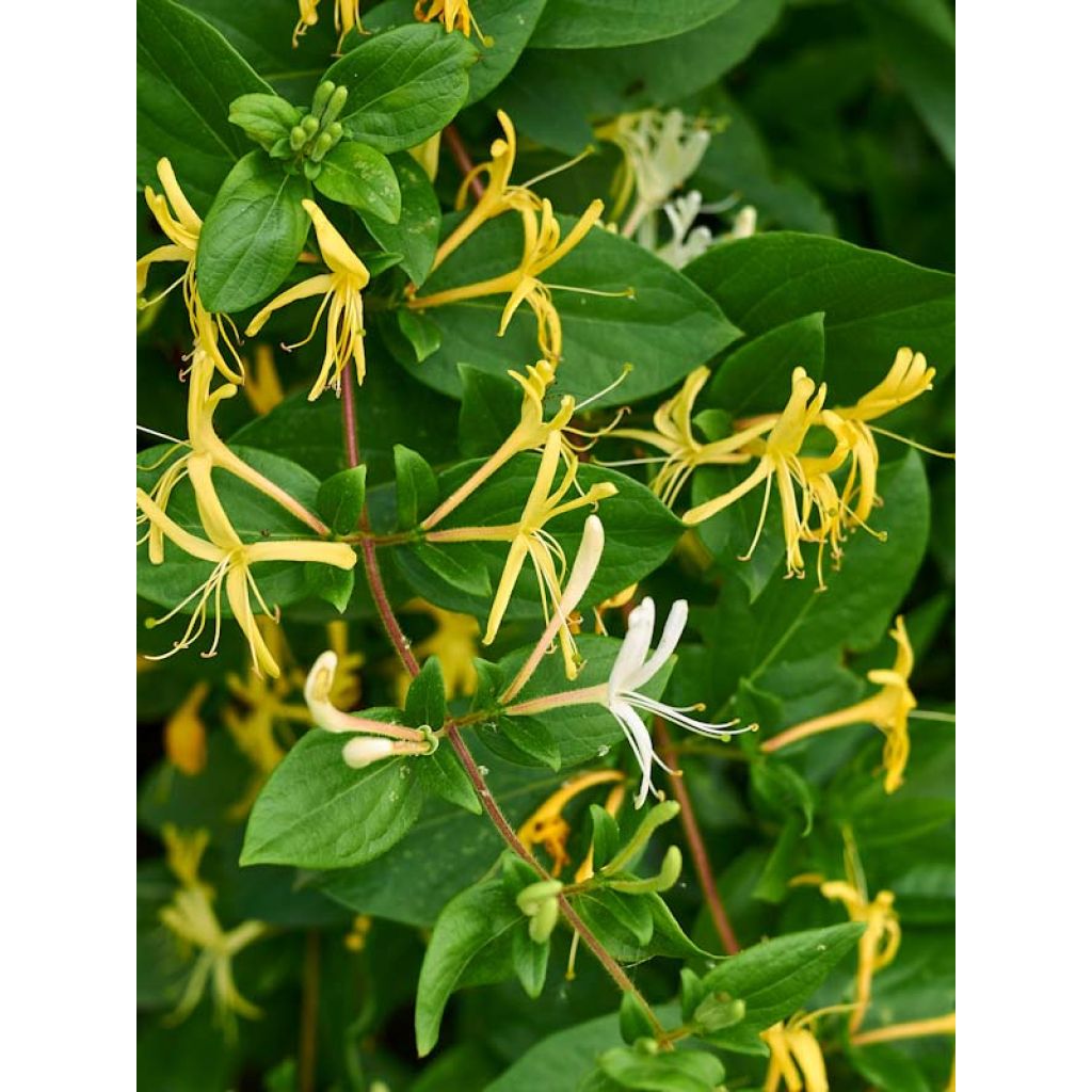 Lonicera japonica Halliana - Japanisches Geißblatt