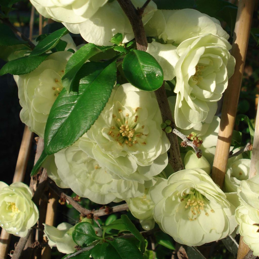 Zierquitte Kinshiden - Chaenomeles speciosa