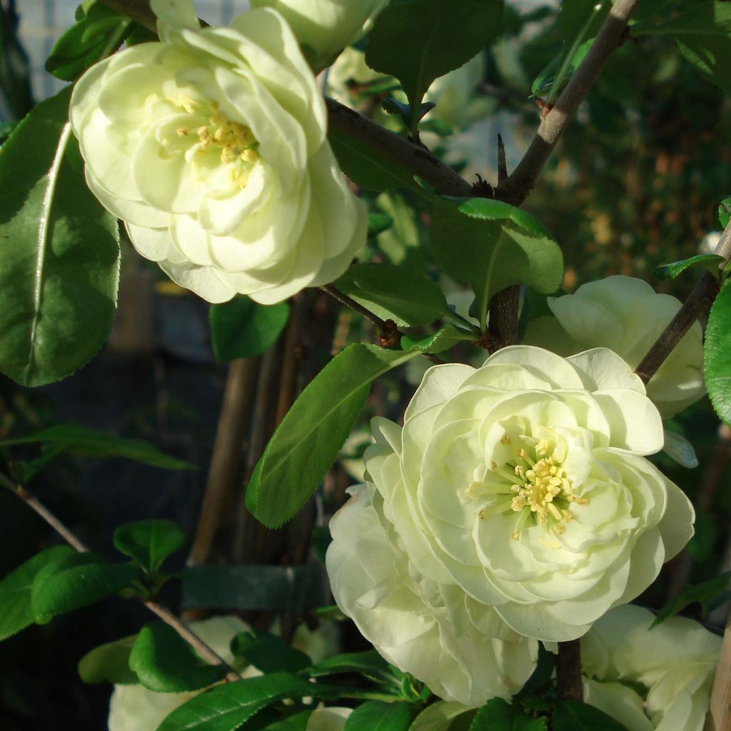 Zierquitte Kinshiden - Chaenomeles speciosa