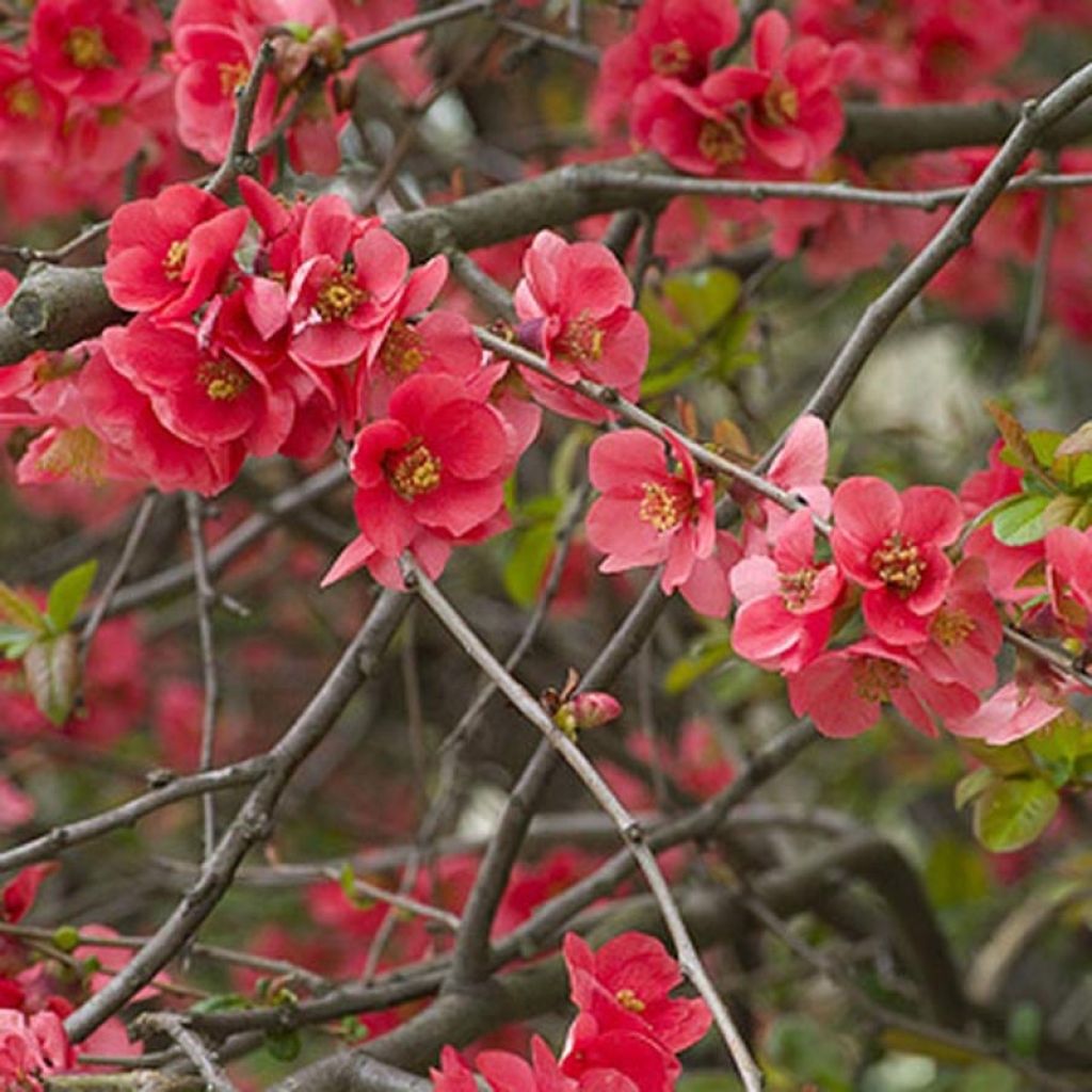 Zierquitte Nicoline - Chaenomeles superba