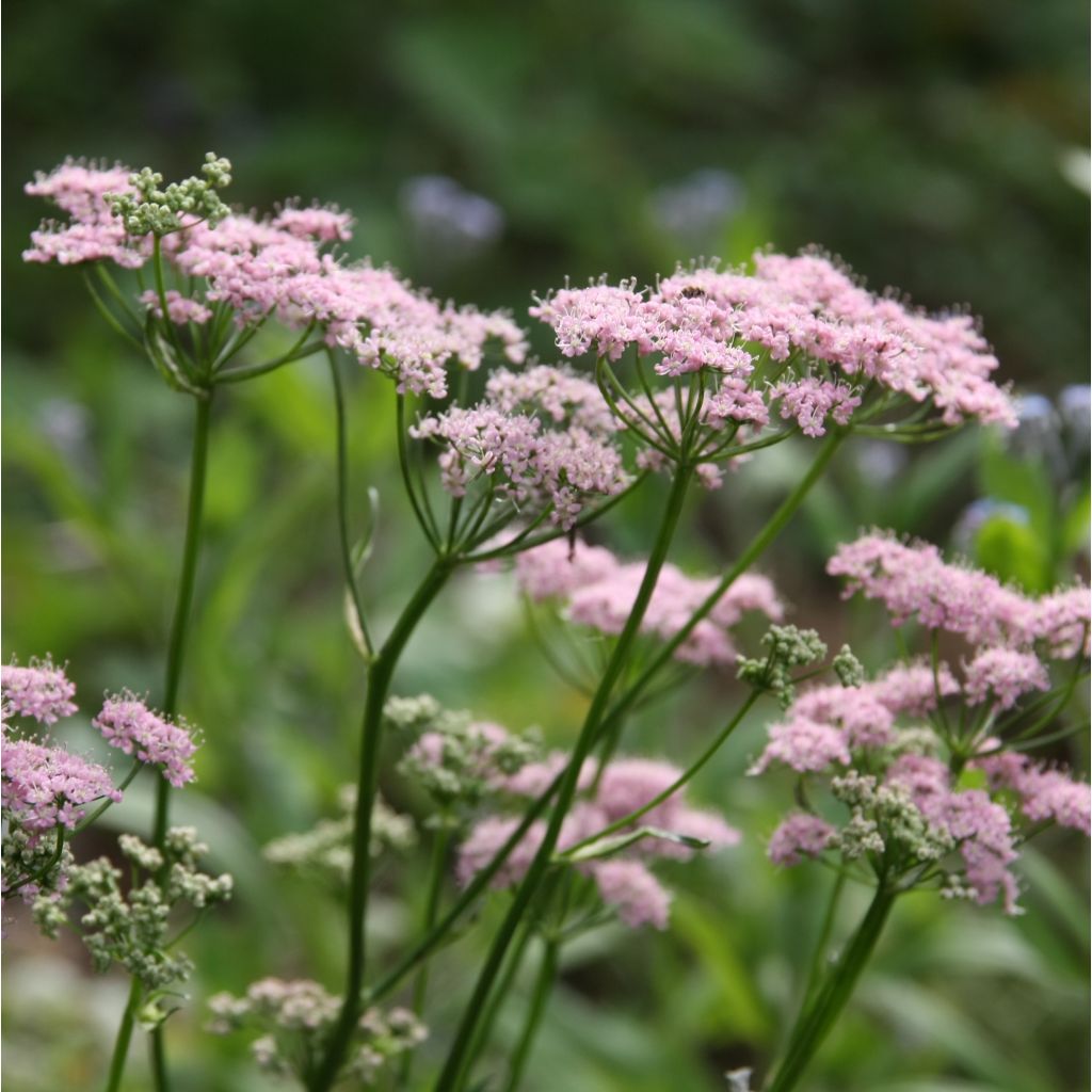 Chaerophyllum hirsutum Roseum - Rauhhaariger Kälberkropf