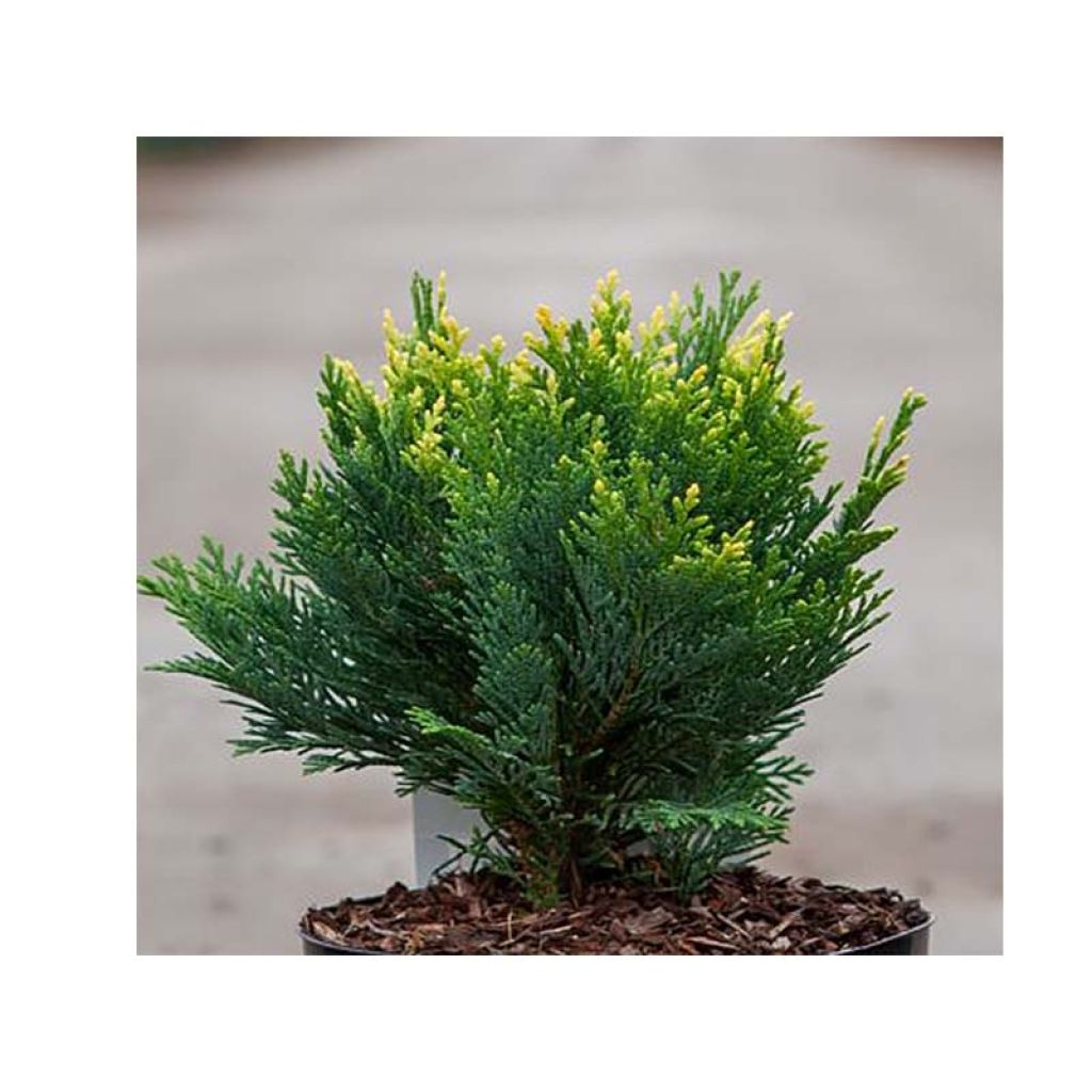 Chamaecyparis lawsoniana Pygmaea Argentea