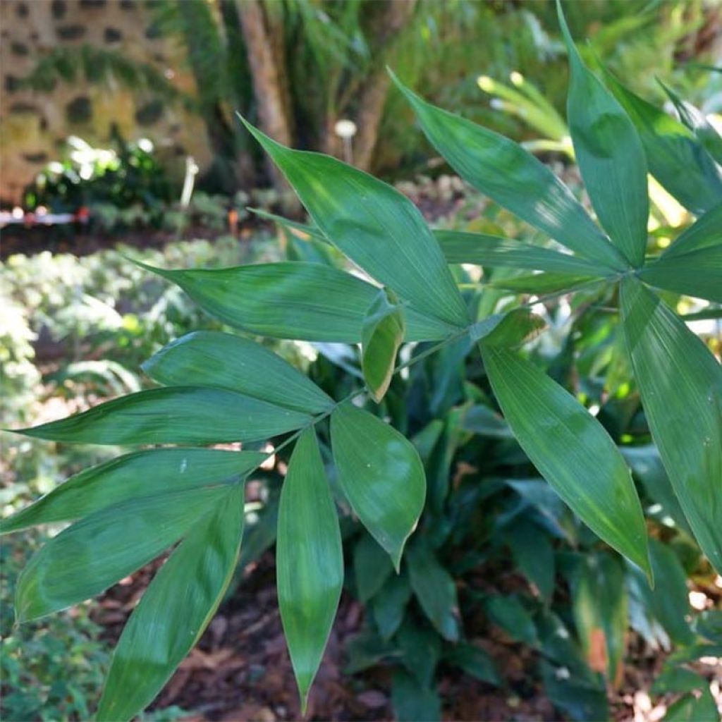 Chamaedorea klotzschiana - Klotzschs Bergpalme