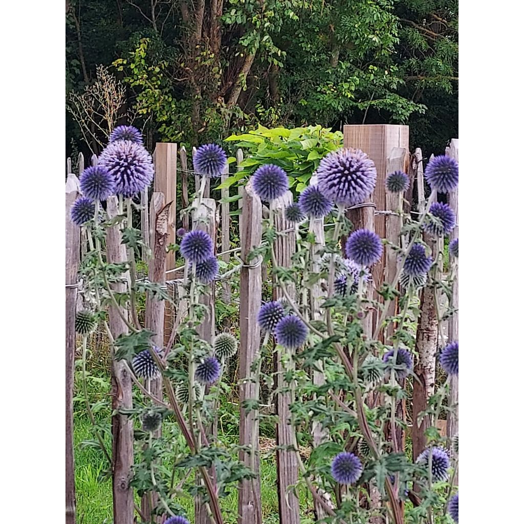 Blaue Kugeldistel - Echinops ritro