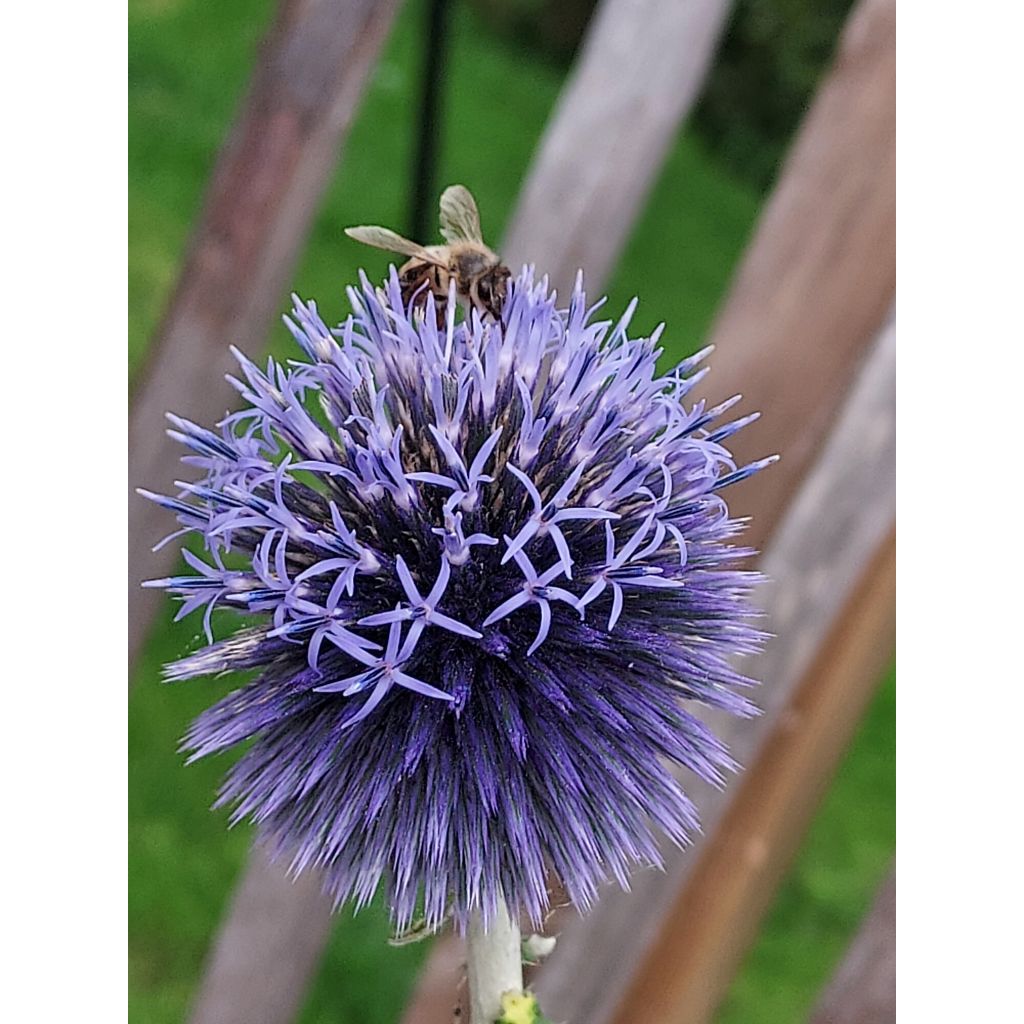 Blaue Kugeldistel - Echinops ritro