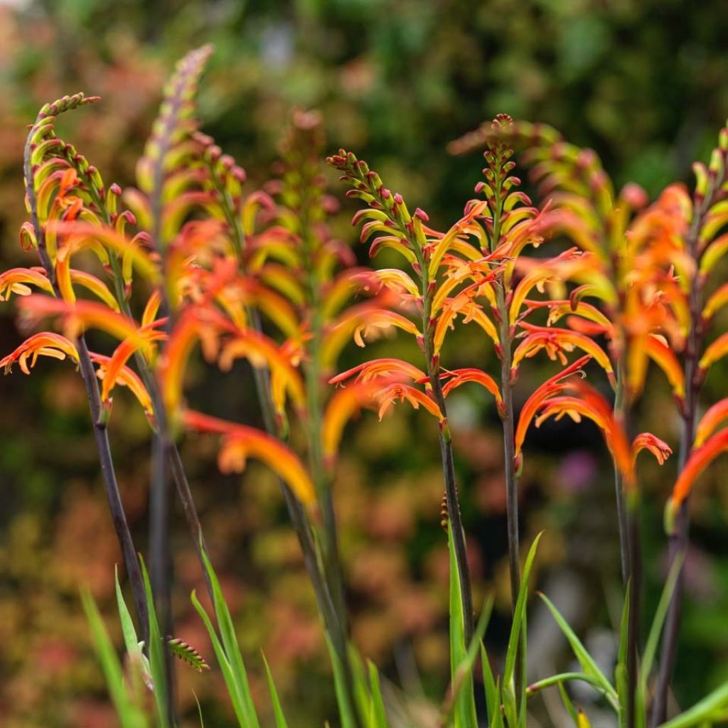 Chasmanthe floribunda Saturnus - Rachenlilie