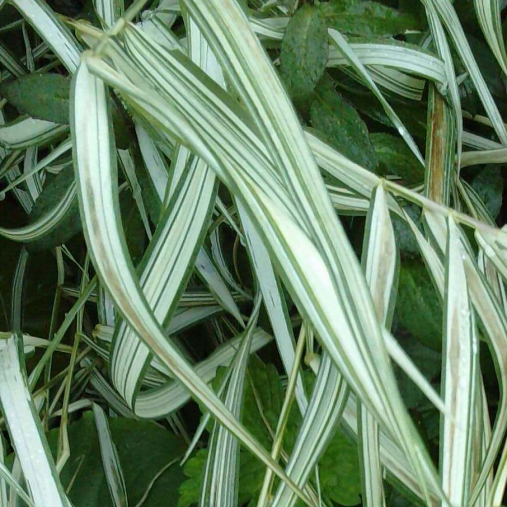 Chasmanthium latifolium River Mist - Uniola latifolia